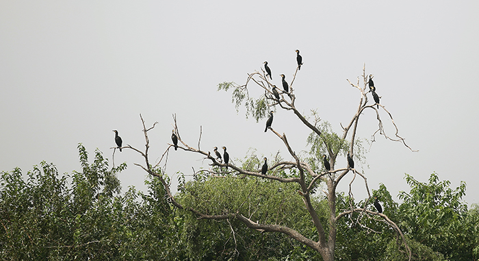 Forests, waterways and various types of birds can be found on Bamseom Island, reminiscent of a jungle.