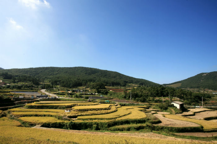 Terraced rice paddies, or <i/>gudeuljang non, are found on Cheongsando Island. (photo courtesy of Wando County) 