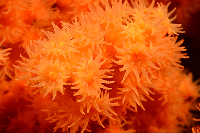 Korea’s largest-ever colony of the endangered <i>Dendrophyllia cribrosa</i> coral was recently discovered under the waters around Dokdo Island.