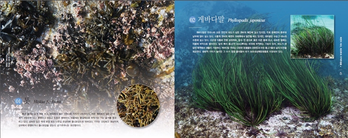 Various kinds of marine plants are shown in the new book.