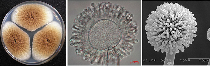 A team of researchers led by Hong Seung-beom of the Rural Development Administration (RDA) has classified various black and white aspergillus molds into three types. The photographs above (from left) are the magnified views of traditional <i>nuruk</i>, powdered Korean yeast, <i>aspergillus luchuensis</i>, used in making <i>makgeolli</i>, and <i>aspergillus niger</i>. (photos courtesy of the RDA)