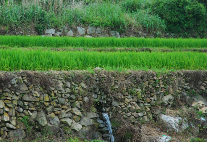 The above photo shows the layers of the terraced rice paddies of Cheongsando Island. Farmers build a layer of gravel covered with flat stones, allowing the water to flow through it. They then build a layer of soil on top where they grow the rice. (photo courtesy of Wando County)