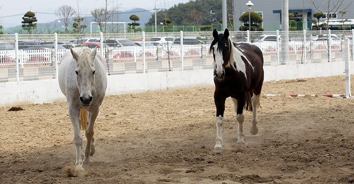 A horseback riding arena is adjacent to Koman's third factory. Two horses approach the photographer.