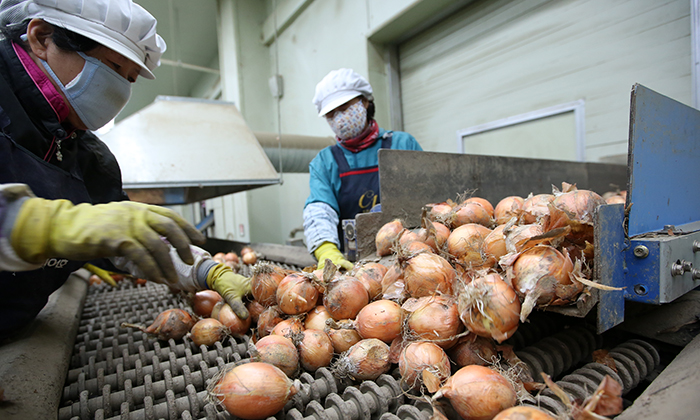 Workers separate good onions from bad at a processing plant in Hapcheon on March 26. 
