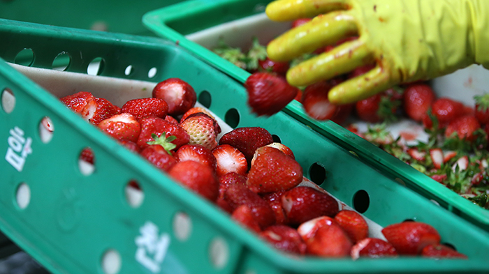 (Above) Strawberries are packed into boxes after being sorted. (Bottom) Before being processed into secondary products, strawberries have their stems cut off. 
