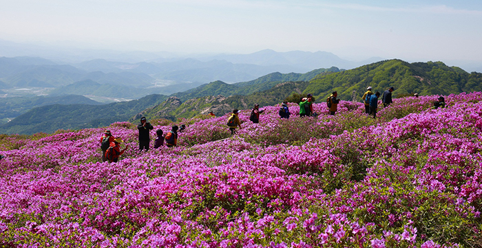 Visitors walk up Hwangmaesan Mountain along a trail surrounded by royal azaleas blooming in the spring. 