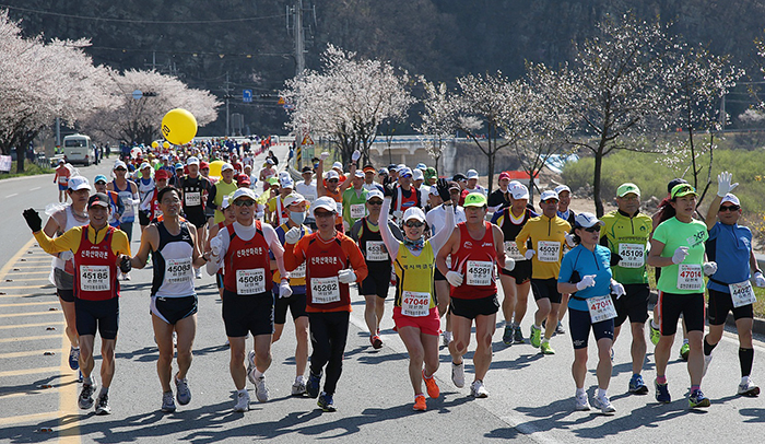Participants in the 13th Hapcheon Cherry Blossom Marathon run along a road lined with cherry blossoms last year. 