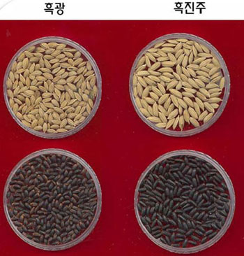 The Heugkwang (left) and Heugjinju varieties of rice have antioxidant functions which can help to slow some aspects of aging and may prevent some diseases.
