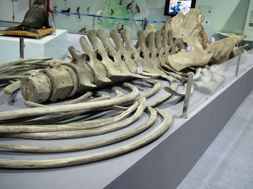 photo courtesy of the National Science Museum