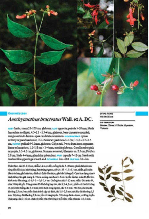 The bilingual volume “Floristic Diversity of Hon Ba Nature Reserve” records 713 species of plant that inhabits the Hon Ba nature reserve in southeastern Vietnam. 