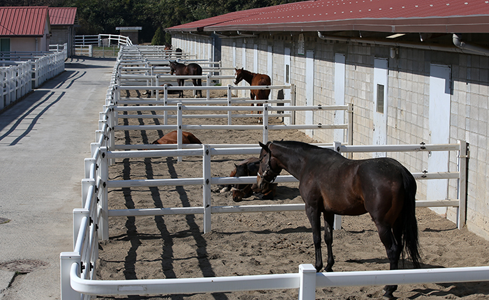 Racehorses take a rest at the Haman Racing Horse Resort & Training Center in Haman-gun County in South Gyeongsang Province. The horses at the center get regular exercise and participate in recovery programs.