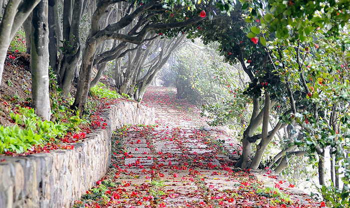 A tunnel made with camellia trees welcomes visitors to Jangsado Island. (courtesy of the Jangsado Sea Park)