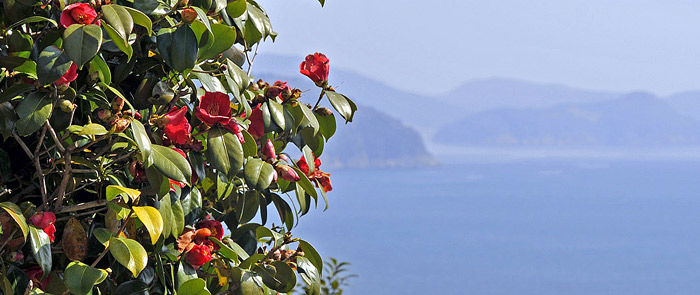 The camellia flowers create a picturesque view in early spring on Jangsado Island. (courtesy of the Jangsado Sea Park) 