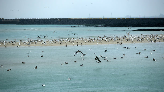  Seagulls flock to the Hyeopjae Beach. They gather together, either flying or resting.