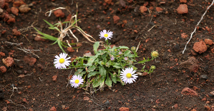 A wild flower grows in the red soil of Jeju Island. The red soil is known as scoria, an outcome of the volcanic ejecta and other gases.