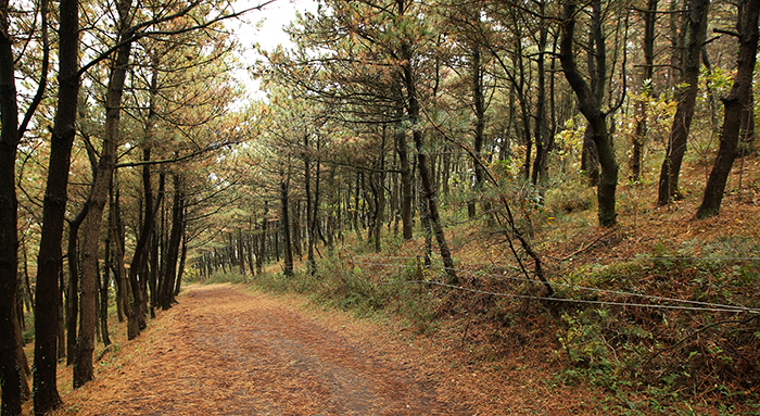 The Jeju Olle Trail allows trekkers to experience the hidden beauty of the island.