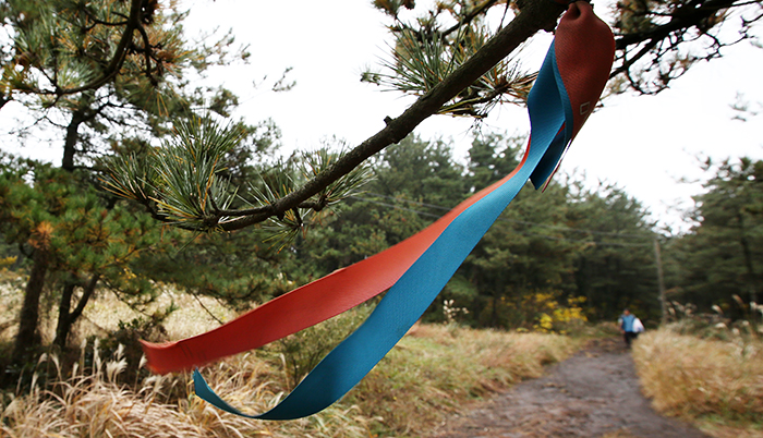 Trekkers along the Jeju Olle Trail can follow the ribbons of red and blue. They indicate where the trail goes.