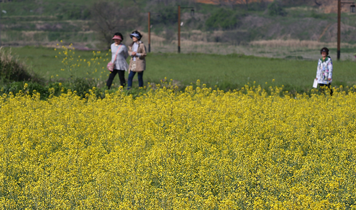 Canola flowers in front of the Dasan Memorial Hal in Gangjin County make visitors feel alive and happy.