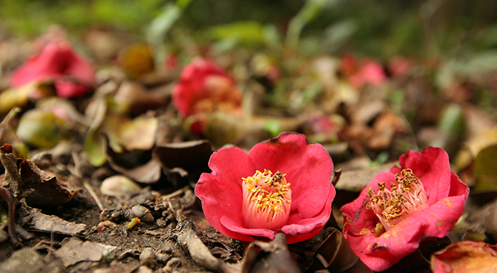 Camellia flowers fallen on a spring day decorate the forest path in red.