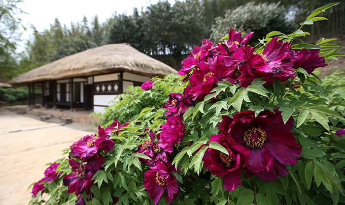 The birthplace of Yeongnang Kim Yun-sik is decorated with peonies which bloom with big, splendid buds for a short period in early spring.
