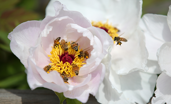 Bees are busy collecting pollen and nectar from a white peony. They seem to be captivated by the splendor of the peonies in full bloom.
