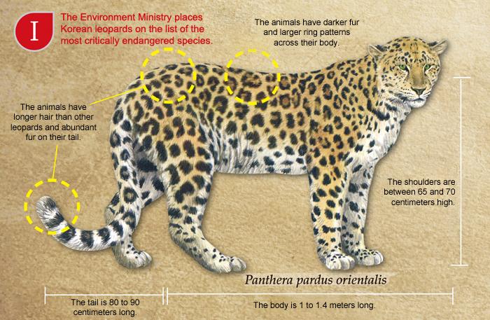 As seen in the above image, Korean leopards are characterized by darker fur and bigger ring patterns in their hair with long, abundant fur on their tail. The body is 100 to 140 centimeters long while the tail can be 80 to 90 centimeters long. 