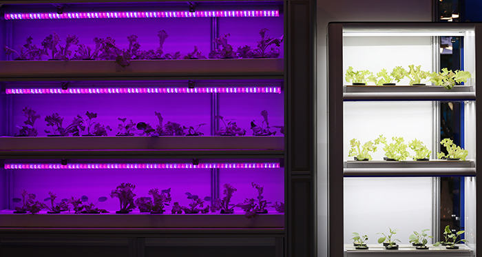 The Department of Food Science and Industry at Jungwon University featured crop cultivation technology that uses LED lights. Crops on the left grow under selective LED lights. Crops on the right grow under natural light. (photo: Jeon Han)