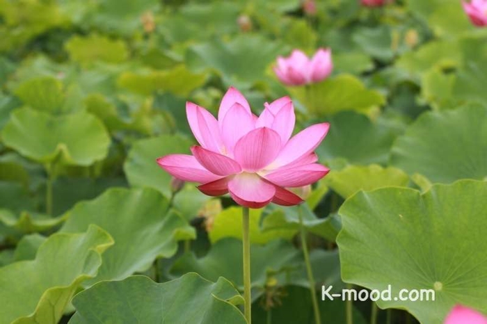 Lotus-flower-01.jpg