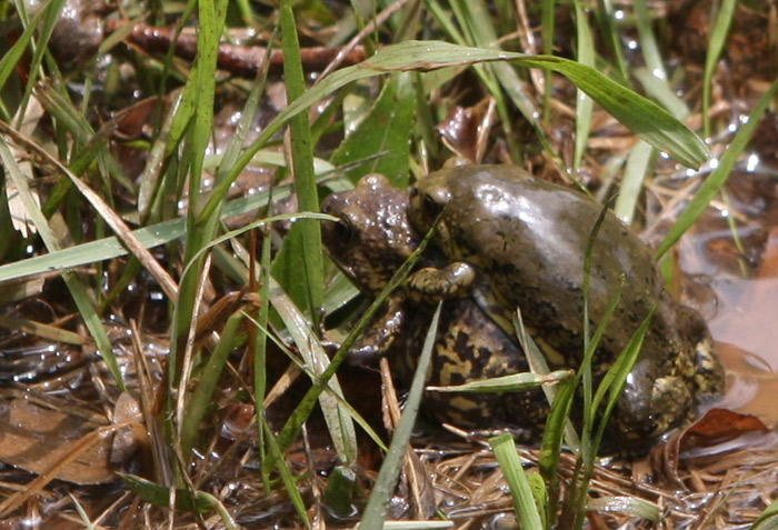 Narrow-mouthed toads in Gangseo Hangang Park. (courtesy of the Hangang Project Headquarters)