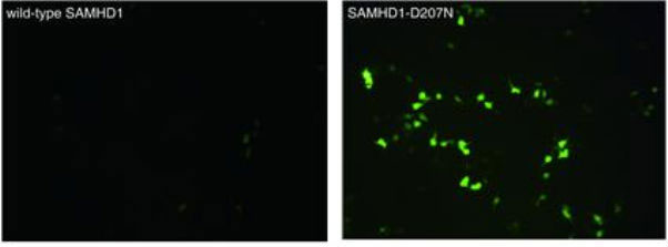 In the left-hand photo, no green spots are found, as the green-painted HIV mutation is restricted by normal SAMHD1. In the right-hand photo, green spots from the HIV mutation are found in cells with SAMHD1 and without the RNA decomposing enzyme. (images courtesy of the Ministry of Science, ICT & Future Planning) 