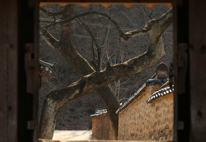 The House of the Lee Clan, one of old homes in Namsa Yedamchon Hanok Village, has two large <i>Sophora japonica</i> trees more than three hundred years old welcoming visitors at the entrance. Crossing each other between two walls, the trees form a rough heart shape. Myth has it that any couple walking hand-in-hand through the heart-shaped trees will live happily ever after. 