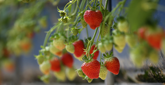 Strawberries grown in Sancheong boast rich color and a juicy flavor, as well as a sweet taste. 