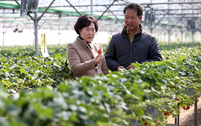 Director Lee Mi-rim (left) of the Sancheong-gun agricultural technology center explains how to produce the region’s strawberries and their excellent taste and color, in a farmhouse in Cheolhyeon-ri, Sinan-myeon, in Sancheong-gun. 