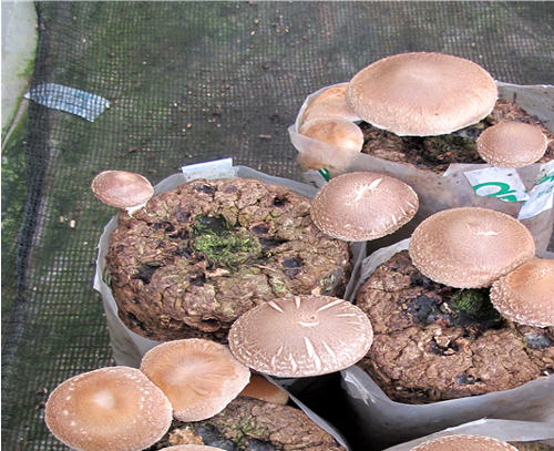The Korea Forest Research Institute has developed a new variety of shiitake mushroom, the Sanmaru No. 1. 