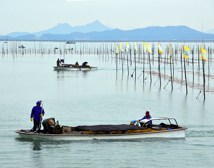 Fishermen collect seaweed near the beach in Sinan County.