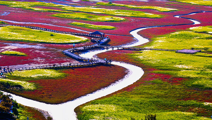 Jeungdo Island, one of many islands in Sinan County, is covered with flowers.