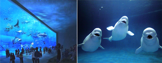 The Expo's aquarium contains 6,000 tons of water and over 34,000 marine creatures