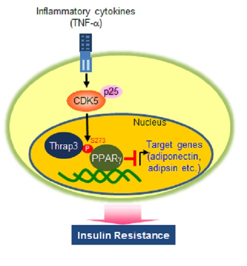 Thrap3 directly interacts with the phosphorylated peroxisome proliferation-activated receptor γ (PPARγ) and can stimulate diabetogenic genes. 