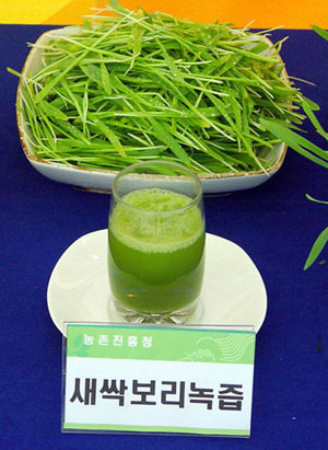 Green vegetable juice made from barley sprouts. (photo courtesy of RDA)