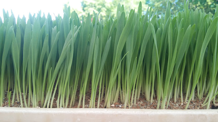 Barley sprouts (photo courtesy of the RDA)
