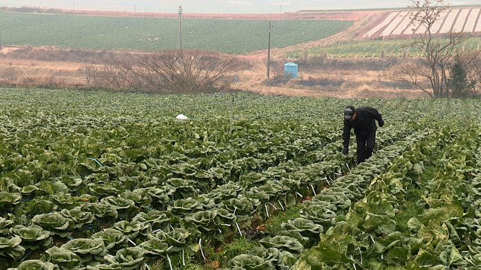 A field of napa cabbage, the main ingredient for kimchi (photo courtesy of the CHA)