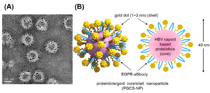 The newly developed nanoparticles affect only cancer cells. They are covered with a peptide which targets cancer cells and many gold dots smaller than 3 nanometers in diameter.