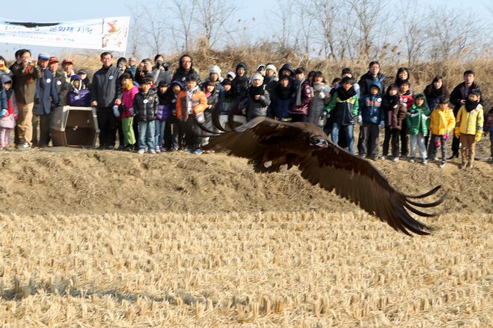  A Eurasian black vulture is released after being rescued and treated. (photo courtesy of the CHA) 