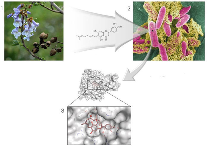 Researchers prove through a test that diplacone, a flavonoid extracted from the empress tree (picture No. 1), constrains neuraminidase (picture No. 2). Based on the results, they release a multi-dimensional composite structure of neuraminidase and flavonoid at an atomic level (picture No. 3).