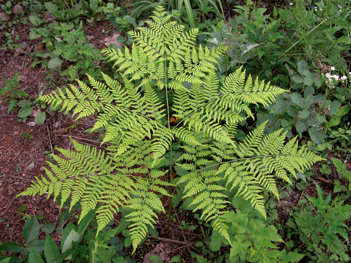 flora_fauna4.jpg