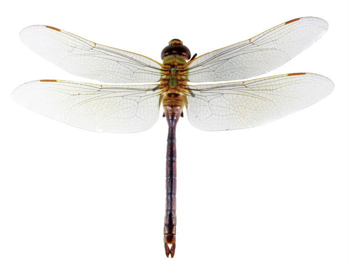 flora_fauna_korea1.jpg