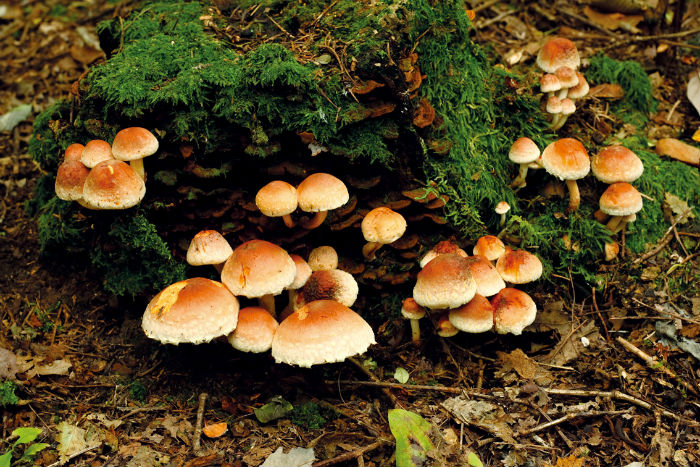 flora_fauna_korea2.jpg