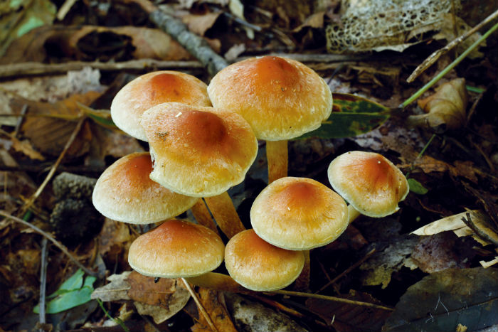 flora_fauna_korea3.jpg
