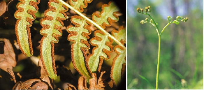 flora_fauna_korea40.jpg