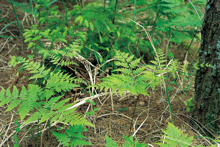 flora_fauna_korea5.jpg